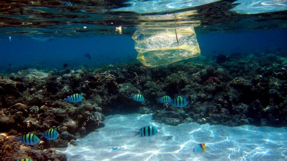 Un innovador plástico biodegradable promete reducir drásticamente la contaminación marina