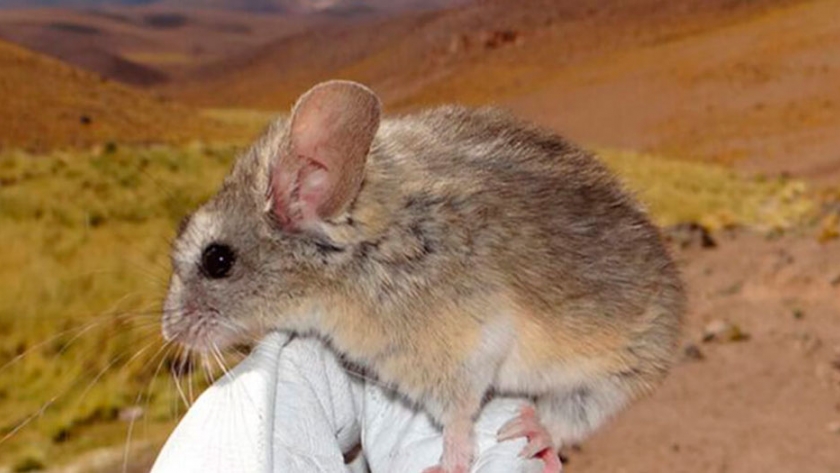 Descubren un ratón que vive a casi 7.000 metros de altura y resiste a -60°C en un volcán entre Argentina y Chile