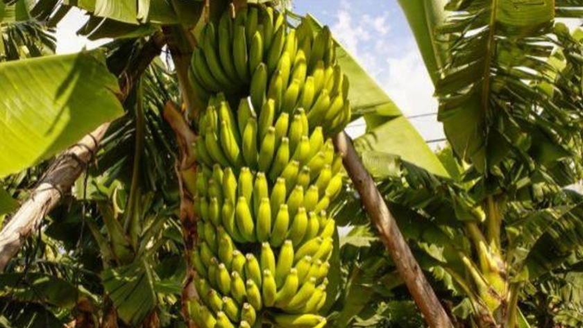 El Ministerio del Agro entregó microcréditos para ampliar el cultivo de bananos