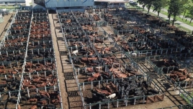 Para la Rural de Jesús María, “se avecina una catástrofe en la cadena de la carne”