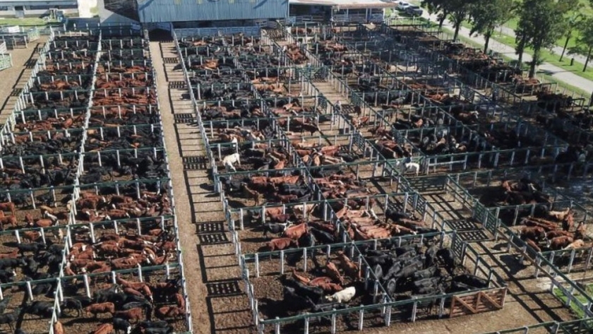Para la Rural de Jesús María, “se avecina una catástrofe en la cadena de la carne”