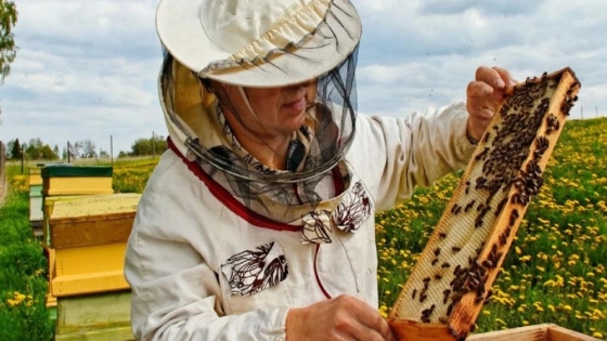 Apicultura en Concordia: herramientas para productores