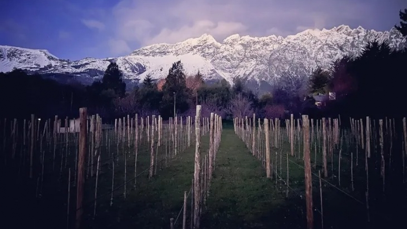 ¿Cómo es producir vino en el cerro Piltriquitrón?