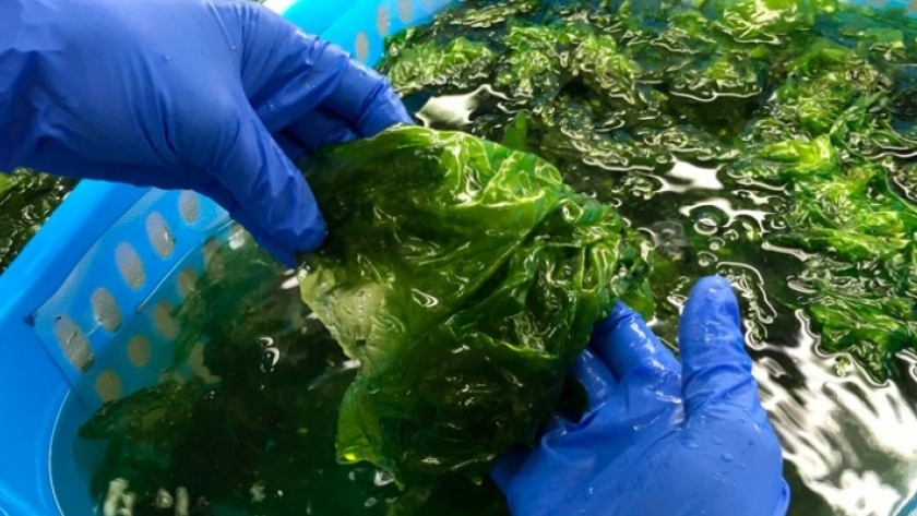 La UTN Chubut y el Director de Acuicultura avanzan hacia la firma de un convenio para el desarrollo productivo del mar