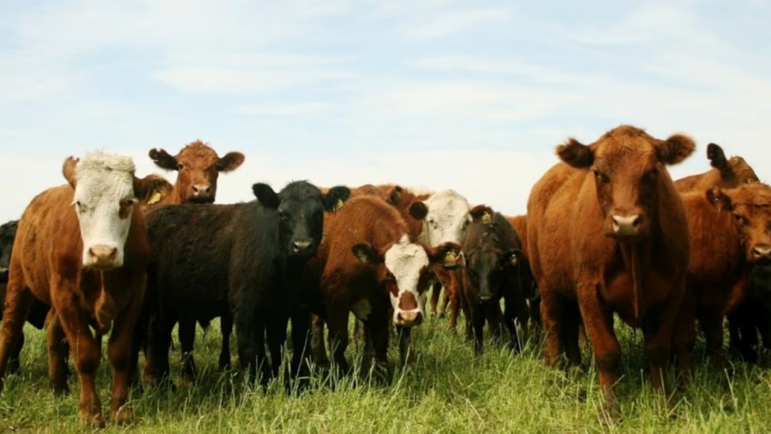 Cae el stock ganadero en Argentina y se pierden más de 3 millones de cabezas en tres años