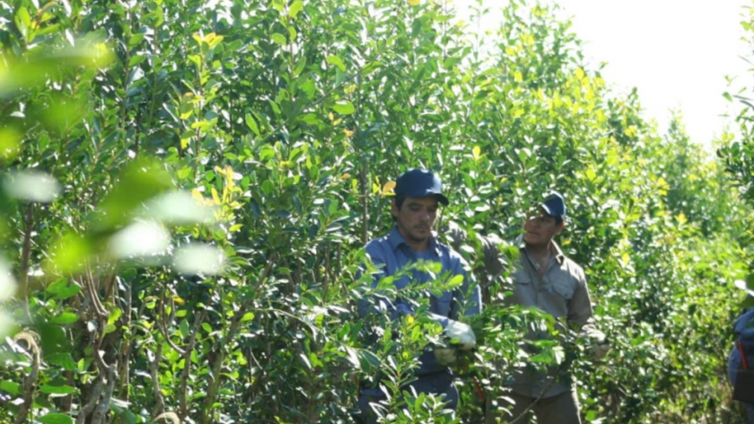 Productores yerbateros reclaman una mesa de concertación de precios en Misiones