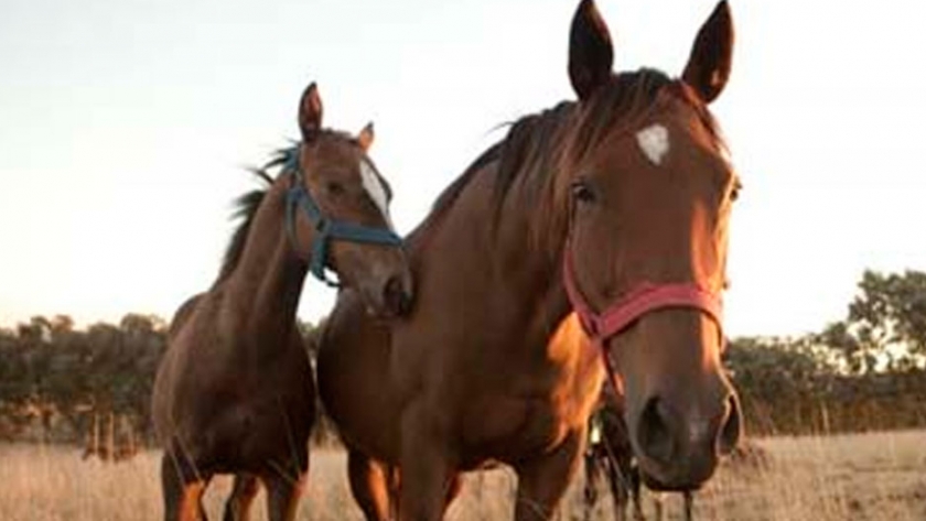 El bienestar animal de los equinos