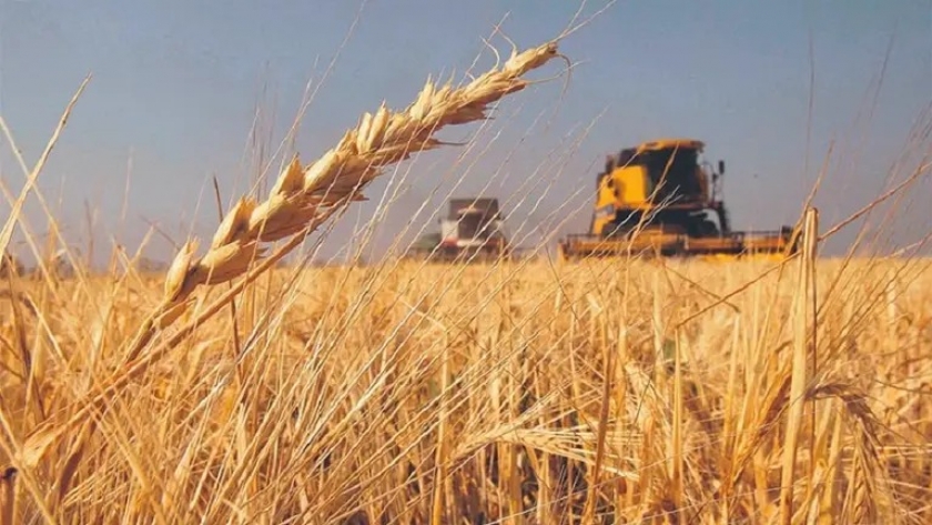 La siembra de trigo supera el 90%, pero el exceso de lluvias mantiene en duda unas 100.000 hectáreas