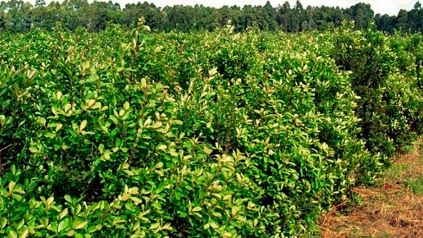 Yerba mate: los nuevos precios de la producción los pondrá el Gobierno