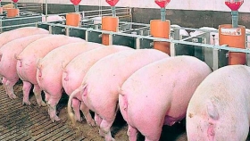 China: Se recupera el sector porcino y la demanda de cereales será récord