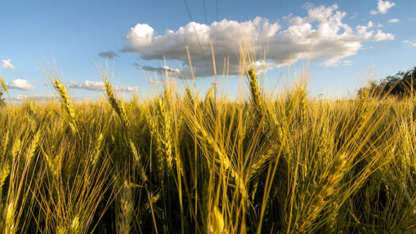 Buenas prácticas de siembra anticipan una campaña triguera normal en La Pampa