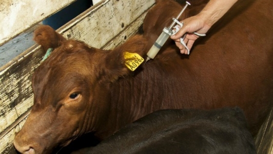 Tucumán refuerza controles y acciones para la salud animal