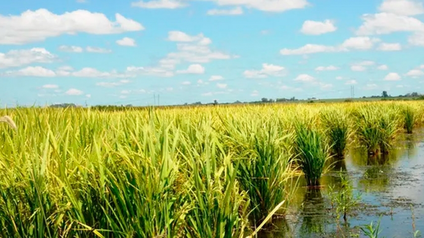 Tecnología aplicada al agro: cómo aumentar la eficiencia en un 40%