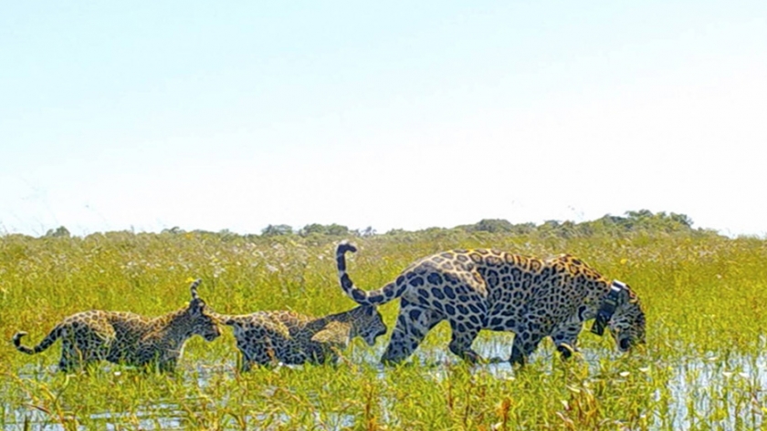 Iberá vuelve a ser territorio del yaguareté