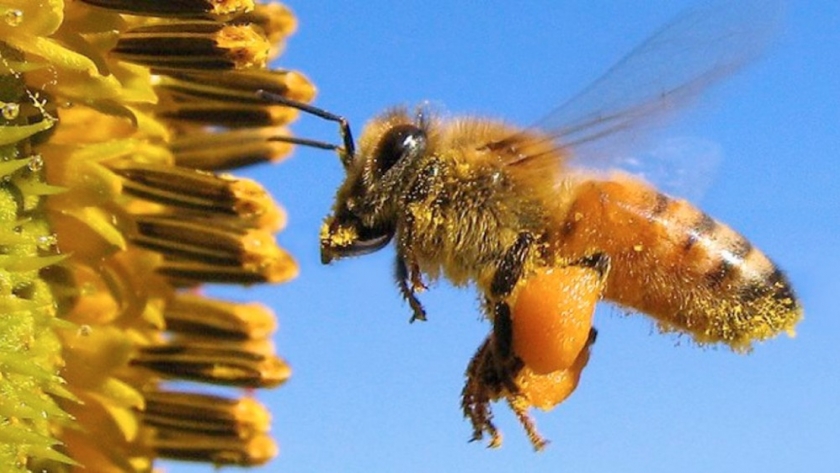 Modelo sustentable: abejas y girasol, una alianza que aumenta la rentabilidad por hectárea