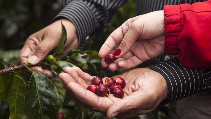 Agenda cafetera, solución tecnológica para que caficultores lleven control de sus actividades