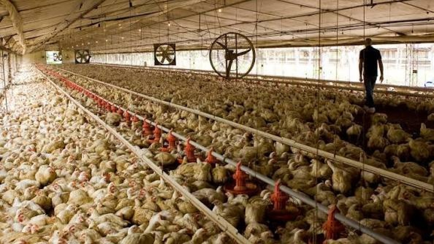 Newcastle en Brasil: SENASA restringió importaciones de una zona