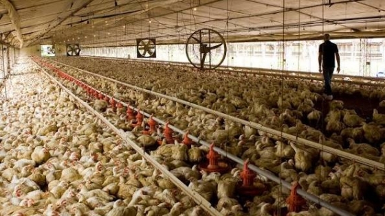 Newcastle en Brasil: SENASA restringió importaciones de una zona