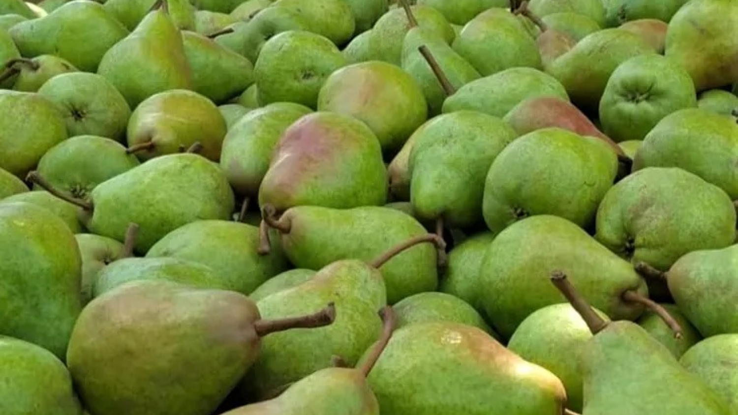 La cosecha de peras cae 20% en 2026, pero la firme demanda externa impulsa mejores precios