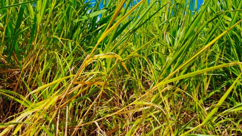Estudian cómo restaurar suelos agrícolas degradados