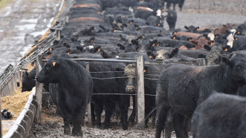 Feedlots: la baja en el consumo contrae los márgenes
