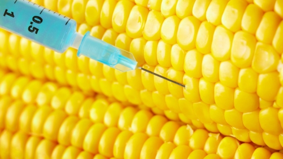 Con múltiple resistencia a herbicidas, el Gobierno aprobó un nuevo maíz transgénico