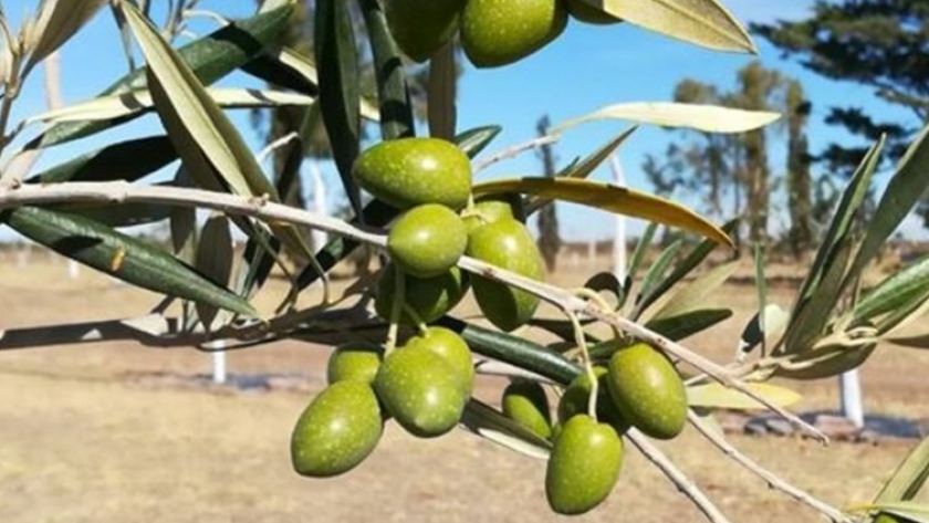 Se efectuó un nuevo encuentro de la Mesa Técnica de Olivos