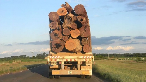 En 2024, Bosques incautó mas de 600 toneladas de rollos de quebracho colorado