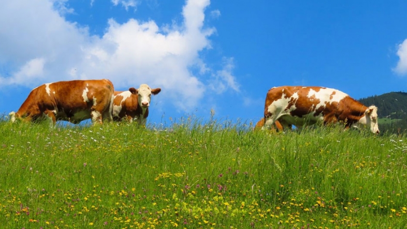 Ganadería regenerativa: restaurando la biodiversidad del suelo para combatir el cambio climático