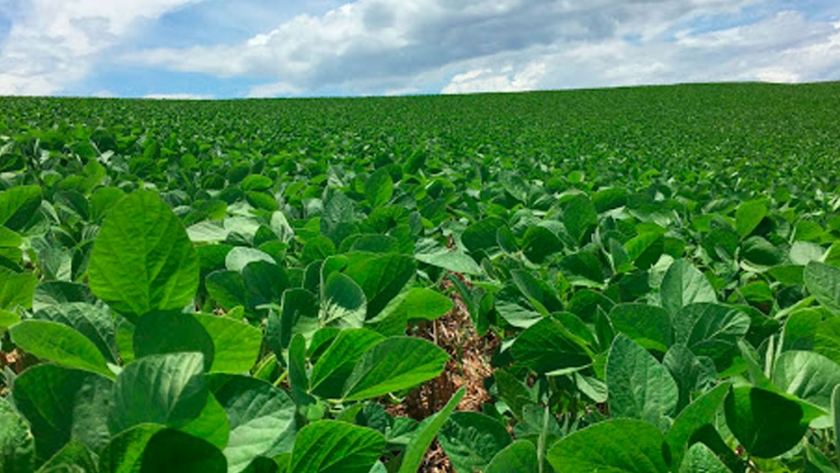 Bayer anticipa el lanzamiento de 7 nuevas variedades de sojas ASGROW con tecnología INTACTA al mercado
