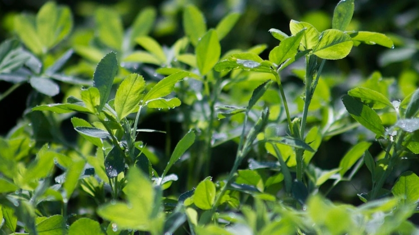 Alfalfa: la forrajera capaz de enfrentar el déficit hídrico