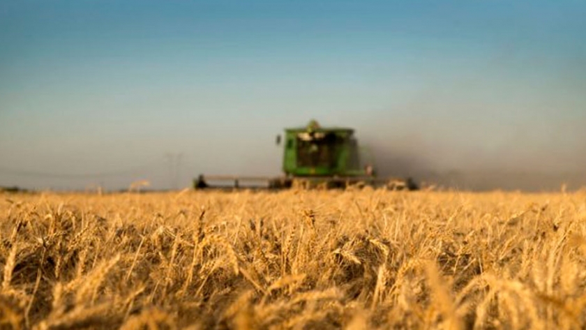 Un aumento de la molienda de trigo asegura el abastecimiento del mercado interno