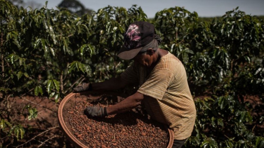 Los daños causados por la sequía en Brasil pueden reducir la cosecha de café de alta gama durante dos años