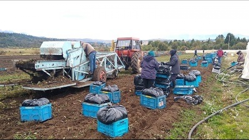 Trevelin: Trabajan para otorgar valor agregado a la producción de frutilla