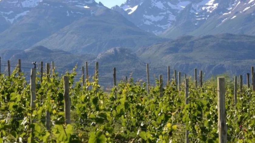 Los vinos más australes del mundo