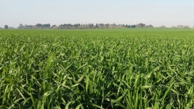 Fertilización: apuntes para potenciar el rinde del trigo