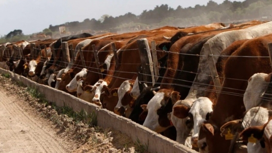 Los feedlots vuelven a niveles récord y superan los dos millones de cabezas encerradas