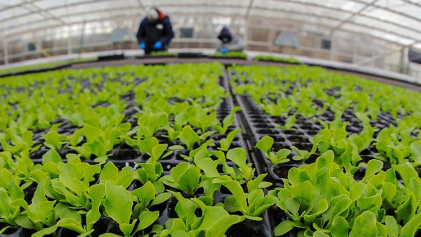 Promoviendo oportunidades para los jóvenes en la producción de plantines hortícolas en vivero