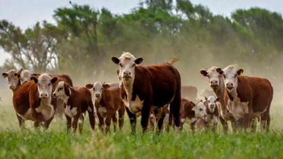 Hacia modelos de desarrollo bajos en carbono en la ganadería de las Américas