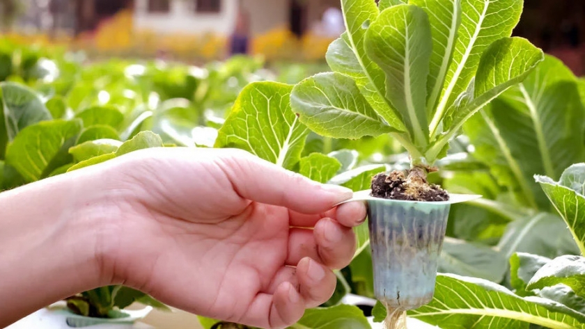 La huerta como práctica ambiental sustentable