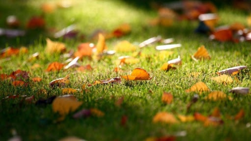 Césped de otoño: cuidados para prevenir plagas