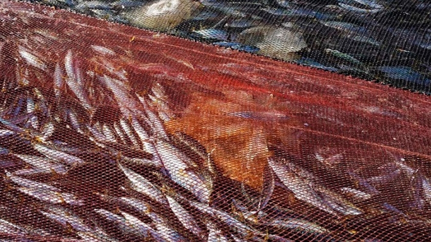 Proponen soluciones para reducir las capturas no deseadas en la pesca de arrastre