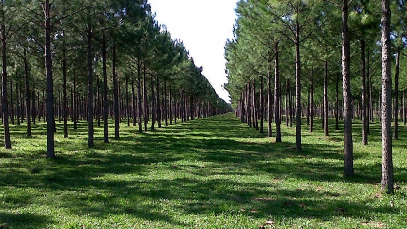 Gestión online para Planes Forestales