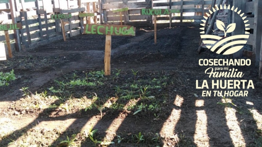 Huerta en tu Hogar: calendario anual y consejos para cada etapa