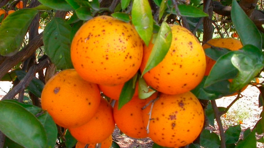La Unión Europea prohibió el ingreso de limones y naranjas argentinas