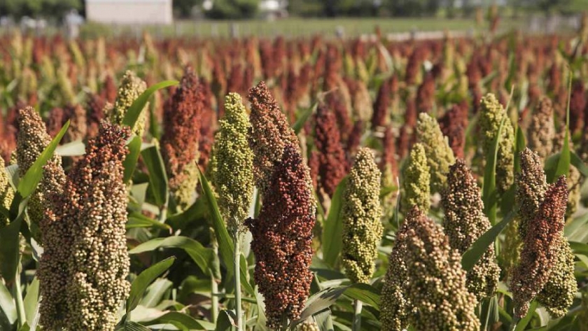 Sorgo con destino a China