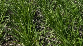 Argentina proyecta una cosecha histórica de trigo: 96% del área en condición normal a excelente
