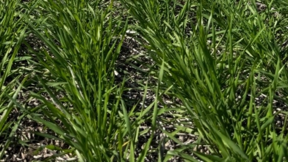Argentina proyecta una cosecha histórica de trigo: 96% del área en condición normal a excelente