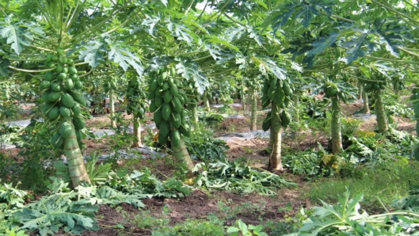 Detectan un virus que afecta a la papaya