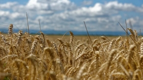 ¿Cuál es el cultivo que más caería en los planes de siembra del 2022 en la región?